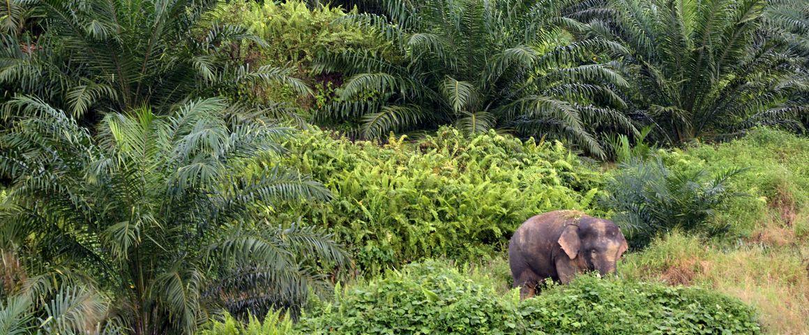 Cohabitation réussie entre espèces protégées (éléphant pygmée) et palmier à huile au Sabah, en Malaisie © A. Rival, Cirad